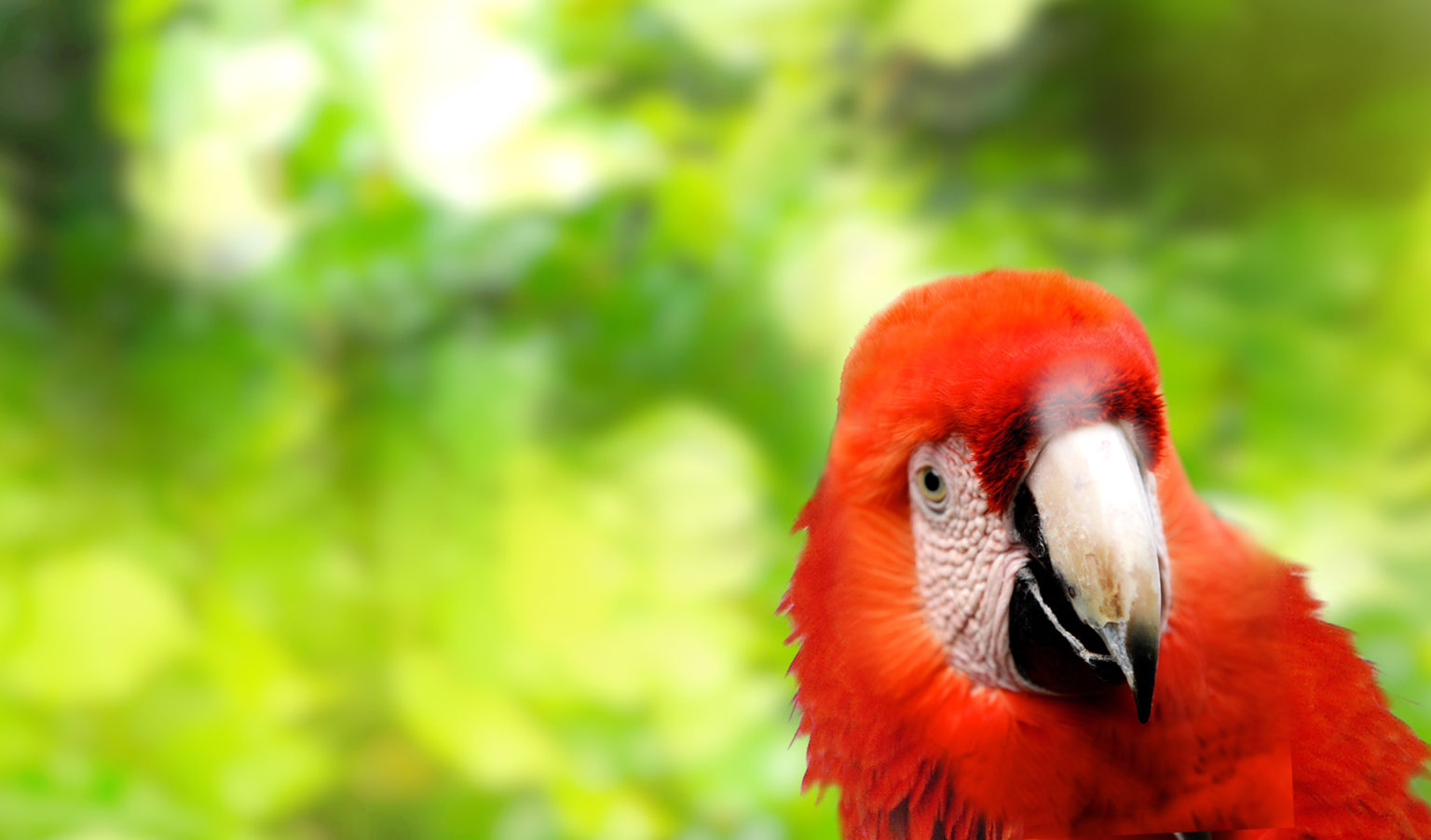 Thank You for your Booking Hertz Rent a Car